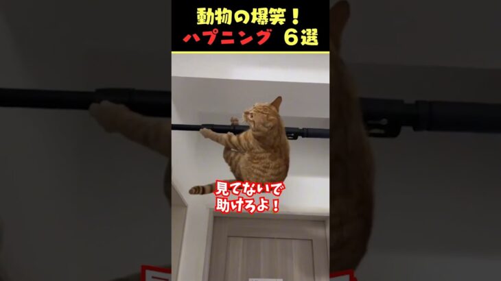 tiktokで5.1億回バズった動物ハプニング動画6選！6Animal Happenings Videos That Got 510 Million Buzz on tiktok!#shorts #犬