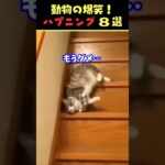 tiktokで5.2億回バズった動物ハプニング動画8選！8Animal Happenings Videos That Got 520 Million Buzz on tiktok!#犬#猫#動物