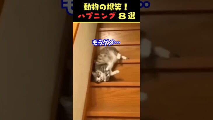 tiktokで5.2億回バズった動物ハプニング動画8選！8Animal Happenings Videos That Got 520 Million Buzz on tiktok!#犬#猫#動物