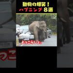 tiktokで5.5億回バズった動物ハプニング動画8選！8Animal Happenings Videos That Got 550 Million Buzz on tiktok!#shorts #犬