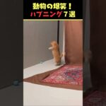 tiktokで6.1億回バズった動物ハプニング動画7選！7Animal Happenings Videos That Got 610 Million Buzz on tiktok!#shorts #犬