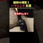 tiktokで6.5億回バズった動物ハプニング動画8選！8Animal Happenings Videos That Got 650 Million Buzz on tiktok!#犬#猫#動物