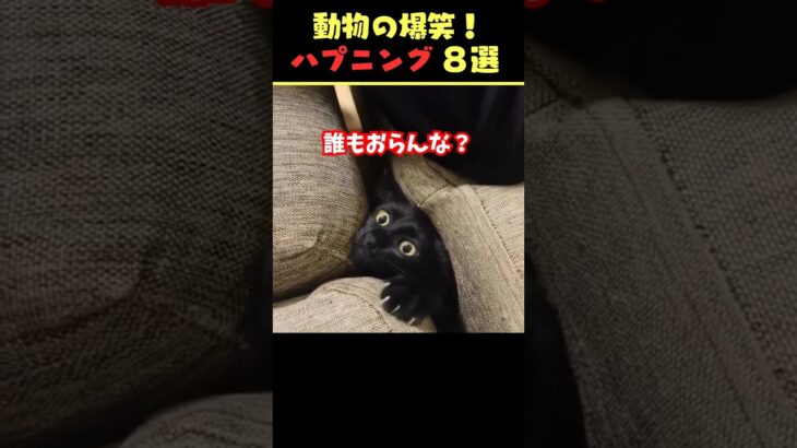 tiktokで6.5億回バズった動物ハプニング動画8選！8Animal Happenings Videos That Got 650 Million Buzz on tiktok!#犬#猫#動物