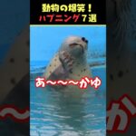 tiktokで7.2億回バズった動物ハプニング動画7選！7Animal Happenings Videos That Got 720 Million Buzz on tiktok!#shorts #犬