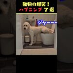 tiktokで9.2億回バズった動物ハプニング動画7選！7Animal Happenings Videos That Got 920 Million Buzz on tiktok!#犬#猫#動物