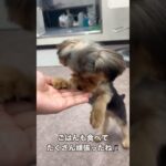 初めてのトリミングを終えた子犬がちゃんがかわいいすぎる😍