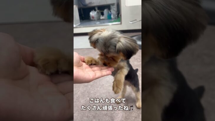 初めてのトリミングを終えた子犬がちゃんがかわいいすぎる😍