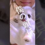 #チワワ #おもしろ #犬のいる生活