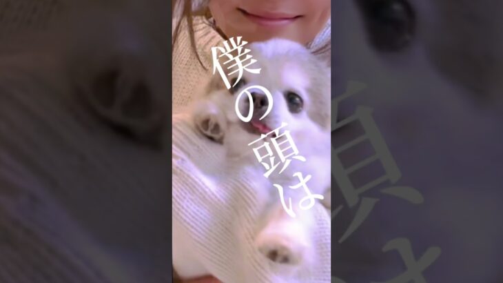 #チワワ #おもしろ #犬のいる生活