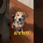 おすわり→ふせ→ゴロン→おやつ#ビーグル#ビーグル犬#かわいい#お利口