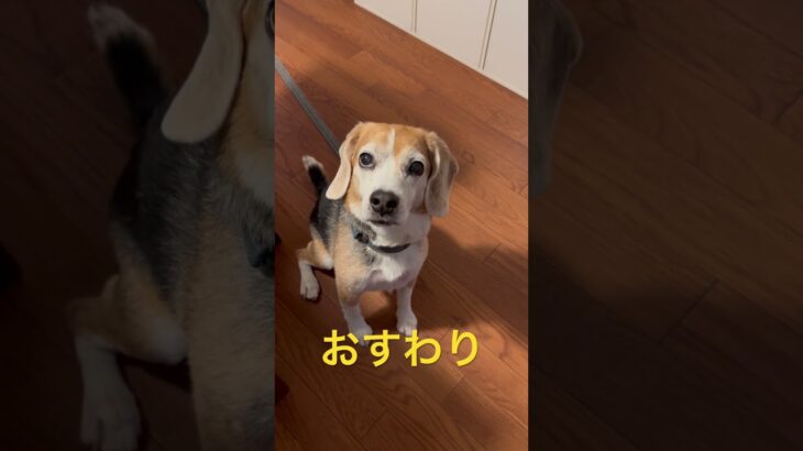 おすわり→ふせ→ゴロン→おやつ#ビーグル#ビーグル犬#かわいい#お利口