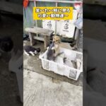 可愛い動物たりの奇妙で面白い瞬間！ #可愛い動画 #可愛い犬 #可愛いわんこ