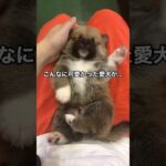 なんと❗️こんなに可愛かった愛犬が… #柴犬　#犬　#子犬　#かわいい #犬のいる暮らし