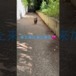 全速力で来る短足犬が可愛すぎた🩷