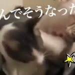 犬ＶＳ猫のおもしろかわいい動画集