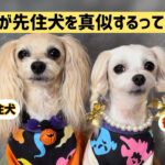 後輩犬に『お手、お座り』を教えていません。ほとんどのことを先住犬の真似をして覚えました✨