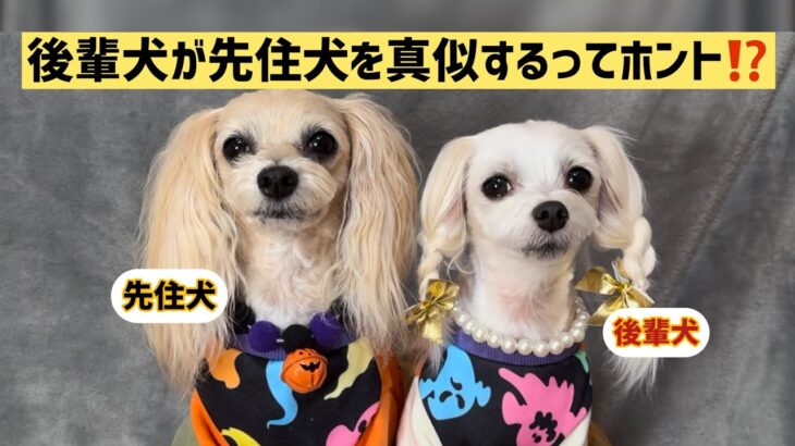 後輩犬に『お手、お座り』を教えていません。ほとんどのことを先住犬の真似をして覚えました✨