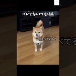 バレバレだよ‼️柴犬の反応がかわいい　#柴犬　#犬　#かわいい  #癒し　#おもしろ