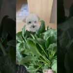 【家庭菜園】ほうれん草収穫　#ほうれん草　#収穫　#マルプー　#犬  #癒し  #愛犬