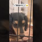 ご飯後のにこ#ミニチュアダックス #子犬#かわいい