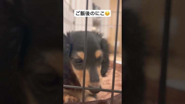 ご飯後のにこ#ミニチュアダックス #子犬#かわいい