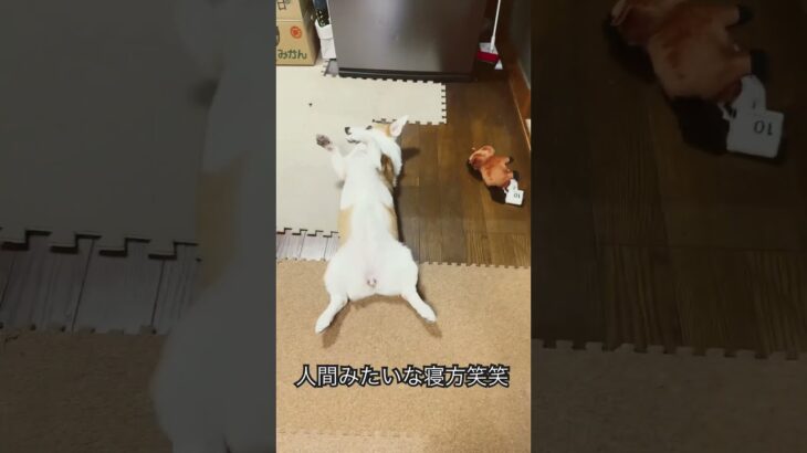 いつもの日常#寝相#ポーズ#ヘソ天#コーギー犬 #かわいい犬