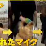 【生中継でのハプニング】「お天気コーナー」で犬がキャスターのマイクを強奪　ロシア