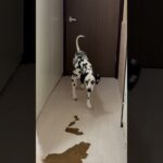 ワンコたちが家を破壊する笑#ダルメシアン #サモエド #犬 #癒し