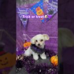 トリミング後の子犬　ハロウィンver🎃👻 #halloween  #october #犬 #癒し #チワマル #dog #puppy #子犬 #トリミング #かわいい