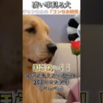 犬のおもしろ動画にツッコミどころ満載なアフレコしてみた＃190【手品】【ハプニング映像】#shorts　#アフレコ #面白動画