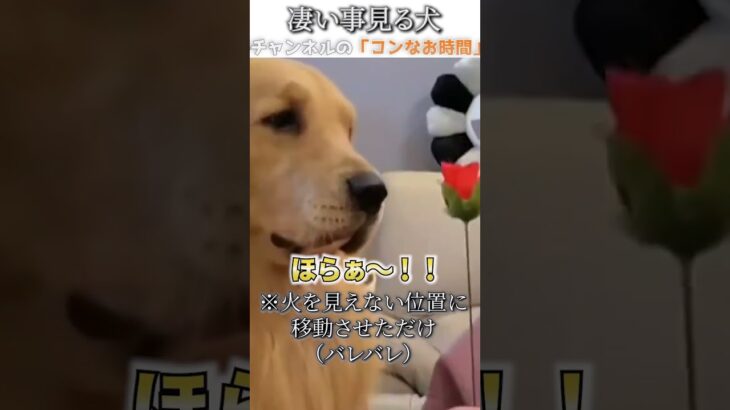 犬のおもしろ動画にツッコミどころ満載なアフレコしてみた＃190【手品】【ハプニング映像】#shorts　#アフレコ #面白動画