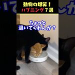 Instagramで5億回バズった動物ハプニング動画7選！7Animal Happenings Videos That Got 500 Million Buzz on Instagram!#犬#猫