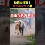 Instagramで5億回バズった動物ハプニング動画7選！7Animal Happenings Videos That Got 500 Million Buzz on Instagram!#犬#猫