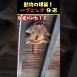 Instagramで5億回バズった動物ハプニング動画9選！9Animal Happenings Videos That Got 500 Million Buzz on Instagram!#犬#猫