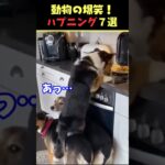 Instagramで7億回バズった動物ハプニング動画7選！7Animal Happenings Videos That Got 700 Million Buzz on Instagram!#犬#猫