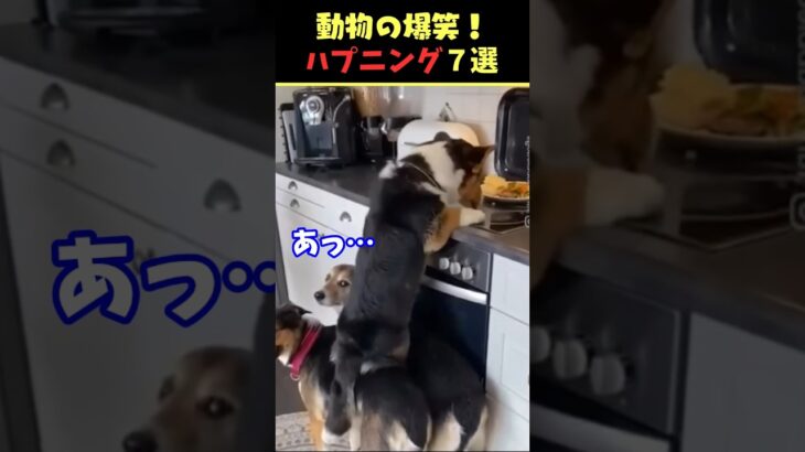 Instagramで7億回バズった動物ハプニング動画7選！7Animal Happenings Videos That Got 700 Million Buzz on Instagram!#犬#猫