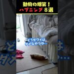 Instagramで8億回バズった動物ハプニング動画8選！8Animal Happenings Videos That Got 800 Million Buzz on Instagram!#犬#猫