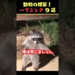 Instagramで9億回バズった動物ハプニング動画9選！9Animal Happenings Videos That Got 900 Million Buzz on Instagram!#犬#猫