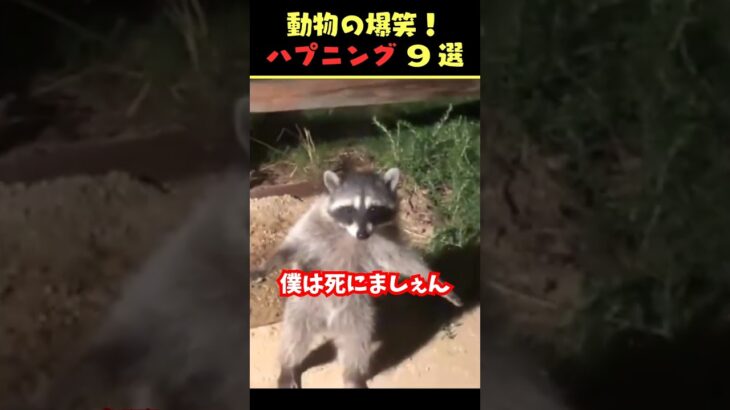 Instagramで9億回バズった動物ハプニング動画9選！9Animal Happenings Videos That Got 900 Million Buzz on Instagram!#犬#猫