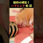 SNSで7.8億回バズった動物ハプニング動画8選！8Animal Happenings Videos That Got 780 Million Buzz on SNS!#shorts #犬#猫#動物