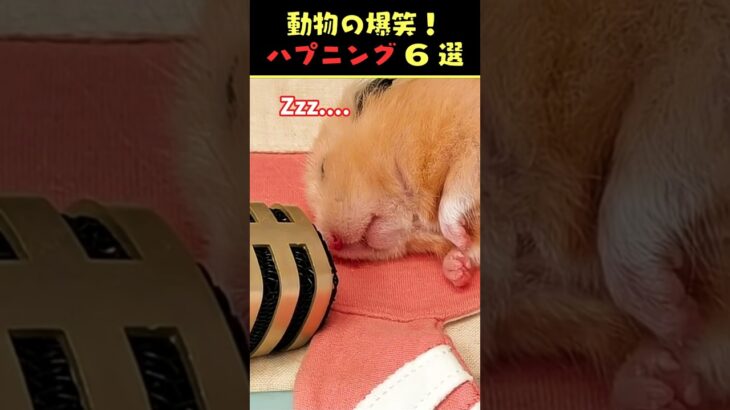 SNSで7.8億回バズった動物ハプニング動画8選！8Animal Happenings Videos That Got 780 Million Buzz on SNS!#shorts #犬#猫#動物