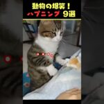 SNSで8.6億回バズった動物ハプニング動画9選！9Animal Happenings Videos That Got 860 Million Buzz on SNS!#shorts #犬#猫#動物