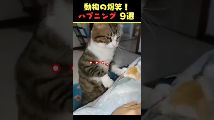 SNSで8.6億回バズった動物ハプニング動画9選！9Animal Happenings Videos That Got 860 Million Buzz on SNS!#shorts #犬#猫#動物