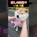 【癒しの犬】SNSでバズった動物かわいい犬動画５選！【Healing Dogs】5 Adorable Dog Videos That Went Viral on Social Media!