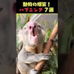 Xで6.6億回バズった動物ハプニング動画7選！7Animal Happenings Videos That Got 660 Million Buzz on X!#犬#猫#動物#ペット#shorts