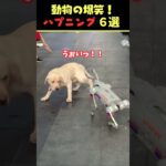 Xで7.8億回バズった動物ハプニング動画6選！6Animal Happenings Videos That Got 780 Million Buzz on X!#犬#猫#動物#ペット#shorts