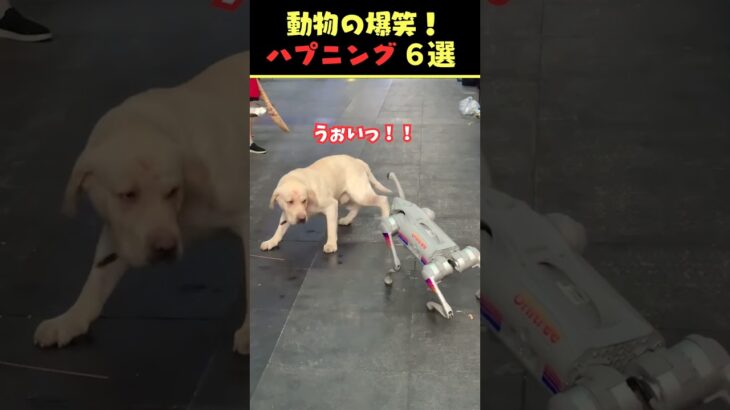 Xで7.8億回バズった動物ハプニング動画6選！6Animal Happenings Videos That Got 780 Million Buzz on X!#犬#猫#動物#ペット#shorts