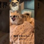 限界を知らなかったチワワ #犬 #癒し #chihuahua  #おもしろ犬動画 #shorts