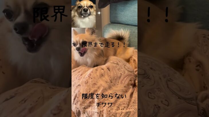 限界を知らなかったチワワ #犬 #癒し #chihuahua  #おもしろ犬動画 #shorts