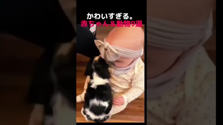 かわいすぎる笑　#おもしろ#面白い#cutebaby #baby#犬#shorts#ショート